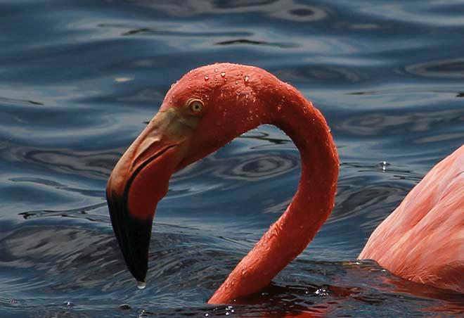 Stunning pink Flamingo © Annika Fredriksson